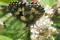 Melanargia galathea