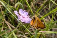 Thymelicus sylvestris