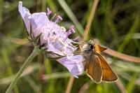 Thymelicus sylvestris