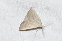 Macrochilo cribrumalis