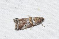 Acrobasis repandana