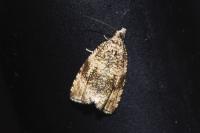 Celypha lacunana