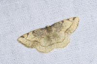 Stegania trimaculata