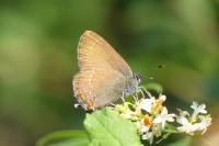 Satyrium ilicis