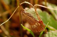 Chrysocrambus linetella