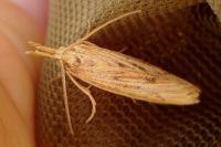 Ematheudes punctella