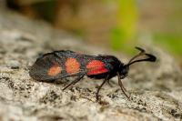 Zygaena trifolii