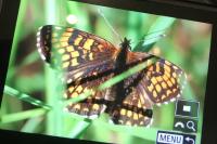 Melitaea athalia