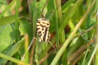 Emmelia trabealis