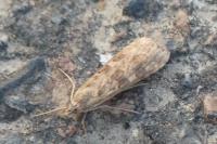 Nomophila noctuella