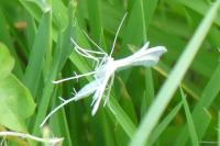 Pterophorus pentadactylus