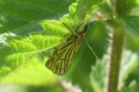 Chrysocramboides craterellus