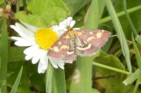 Pyrausta purpuralis