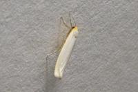 Eilema caniola