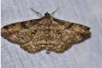 Peribatodes rhomboidaria