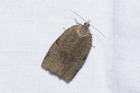 Lozotaenia forsterana