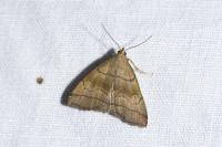 Herminia tarsicrinalis