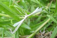 Pterophorus pentadactylus