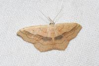 Scopula imitaria
