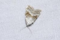 Meganola albula