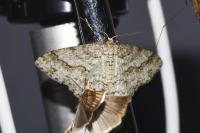 Ectropis crepuscularia