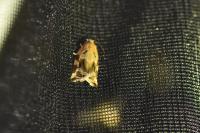 Archips xylosteana