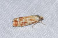 Rhyacionia