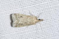 Eudonia pallida