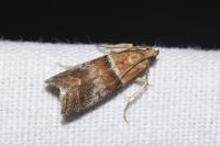 Acrobasis repandana