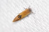 Batia lunaris