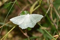 Campaea margaritaria