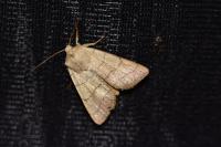 Charanyca trigrammica