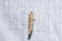Pyroderces argyrogrammos