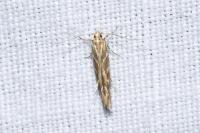 Pyroderces argyrogrammos