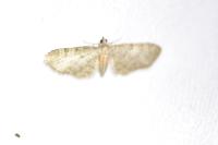 Eupithecia haworthiata