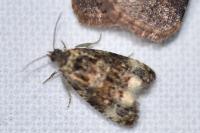 Endothenia