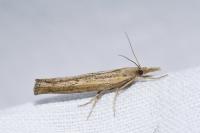 Pediasia contaminella