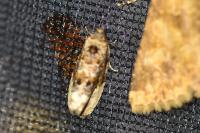 Hedya nubiferana