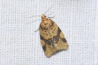 Epagoge grotiana