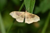Idaea degeneraria