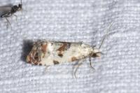 Neocochylis hybridella