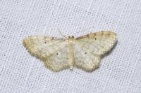 Idaea fuscovenosa