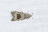 Notocelia uddmanniana