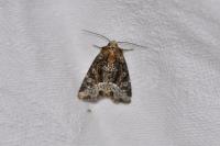 Oligia strigilis