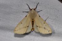 Spilarctia lutea