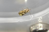 Zeiraphera isertana