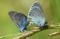 Glaucopsyche alexis