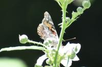 Vanessa cardui