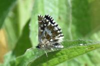 Pyrgus malvae