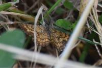 Ematurga atomaria